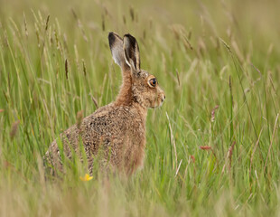 Fototapeta premium Hare in the long grass