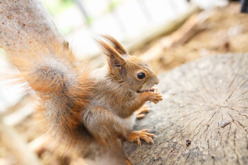 adult squirrel eats nuts and other food from human hands