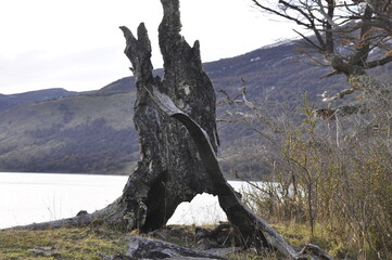 Paysage de patagonie, tronc d'arbre mort devant lac, Argentine