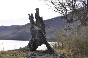 Paysage de patagonie, tronc d'arbre mort devant lac, Argentine