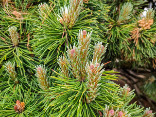 pine branches with cones