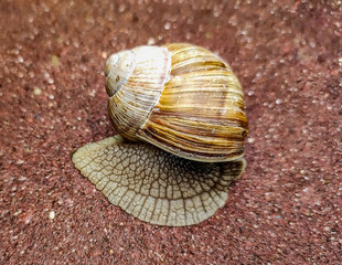 snail on the sand