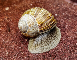 snail on a stone