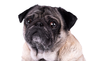 the portrait of old Pug Dog