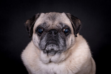 the portrait of old Pug Dog