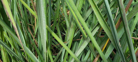 folhas verdes