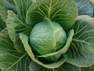 Obraz premium White cabbage ripened in the garden. Eco food concept.