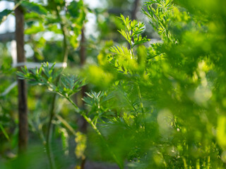 Close-up of the greenery of growing carrots. Abstract green background, selective focus