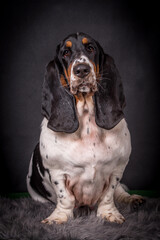 Portrait of the Basset Hound Dog