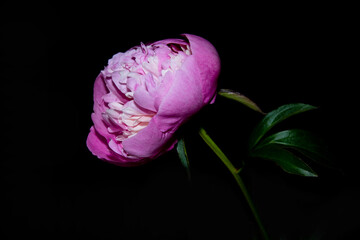 R&oacute;żowa piwonia na czarnym tle.