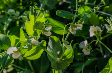 Selective focus on fresh bright green pea pods on a pea plants in a garden. Growing peas outdoors and blurred background.