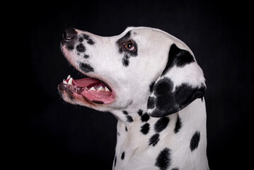 The portrait of young Dalmatian Dog