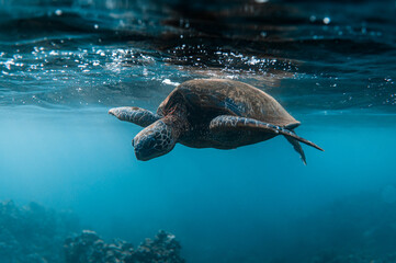 Underwater nature photo of adult sea turtle swimming on the surface of clear blue ocean water with coral reef below in deep blue sea in Maui Hawaii