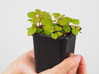 Small pot of mint in hand.  
Mint seedling