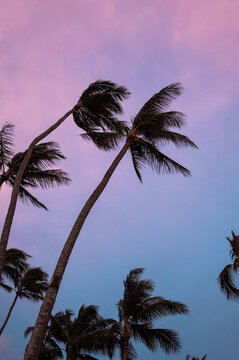 Tropical nature photo of palm tree silhouettes at dawn with colorful pink and blue pastel sunrise sky in the morning in island paradise of Maui Hawaii 