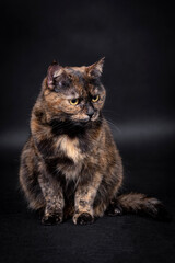 Fototapeta na wymiar The portrait of Brown Cat