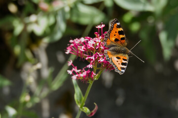 Small tortoiseshell butterfly (Aglais urticae) sitting on a pink flower in Zurich, Switzerland
