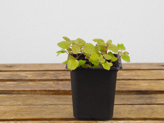 Mint plant in a small pot on a wooden table. Mint seedling