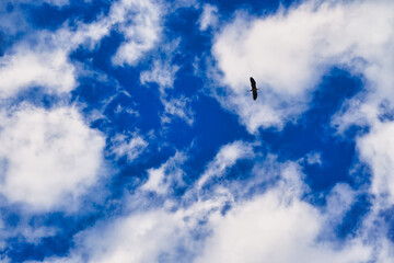 Bird flying against bright white fluffy clouds on a blue sky.