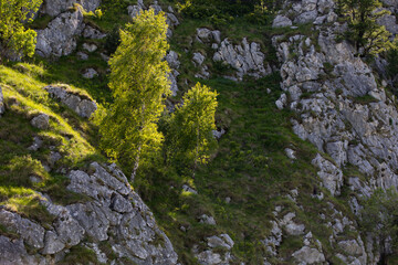 Tree on the rock. A tree that grew on a rock. 
Sunlight on the branches of a tree