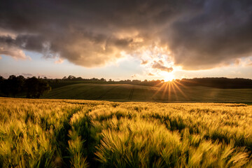 sunset sunshine over wheat field - obrazy, fototapety, plakaty