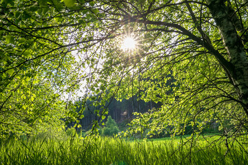 sunshine through birch tree foliage and grass