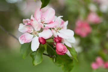 Fototapeta na wymiar Closeup apple tree branch with rose flowers, blur background.