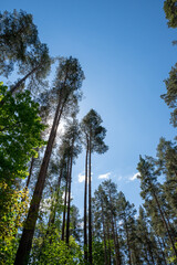 Fototapeta na wymiar Long trees under blue sky