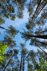 Long trees under blue sky
