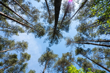 Long trees under blue sky