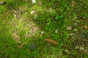 Green grass with natural objects