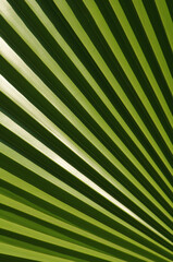 Obraz premium Palm leaves close up. Palm