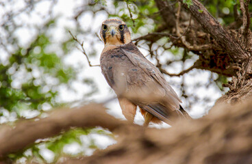 Lanner falcon in the Kgalagadi, South Africa