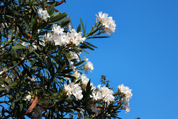 White oleander shrub in bloom against blue sky background