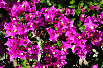 Pink paperflowers, or Bougainvillea glabra flowers in a garden