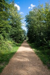 Ein Weg im Wald.