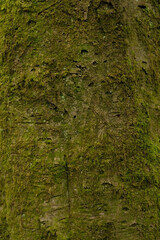 Tree bark close up high detail. A close up shot of tree bark with associated flora. 