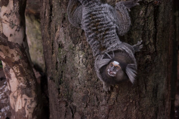 Marmoset monkey seen up close climbing a tree.