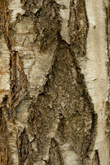 Tree bark close up high detail. A close up shot of tree bark with associated flora. 