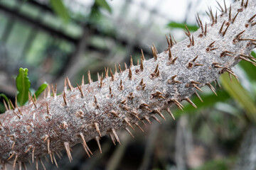 Naklejka premium Spines and spikes on the branch of a tree close up