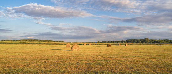 Obraz premium field of yellow ripe wheat on a sunny day