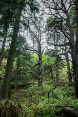 Fototapeta na wymiar Ancient woodland in Scotland, UK