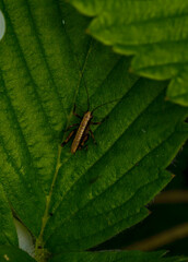 bug on a leaf