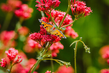 Schmetterling im Garten, Schmetterling an Sommerblüte
