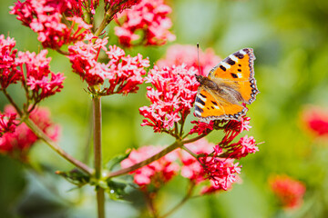 Schmetterling im Garten, Schmetterling an Sommerblüte
