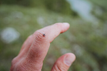 A small tick with a red body crawls on the skin on the arm, an encephalitis carrier of the disease...