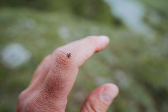 A small tick with a red body crawls on the skin on the arm, an encephalitis carrier of the disease in the forest, a tourist picked up a tick on a walk, a hand in danger from an insect.