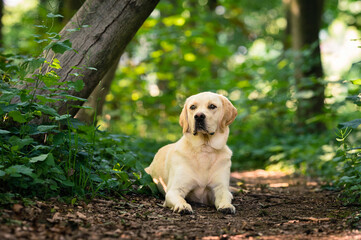 Male Labrador Golden Retriever crossbreed in the forest