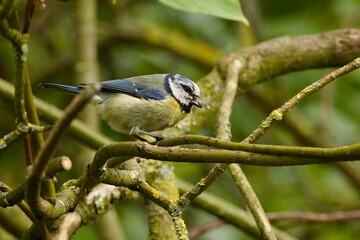 bird on branch