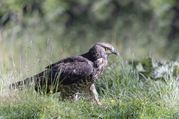 Honey Buzzard Pernis apivorus walking on ground